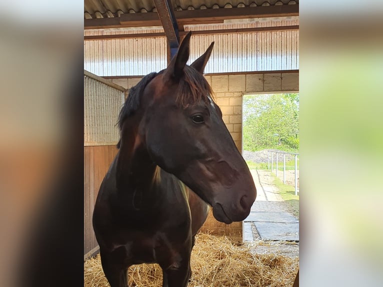 Schweres Warmblut Stute 13 Jahre 158 cm Rappe in Dellstedt