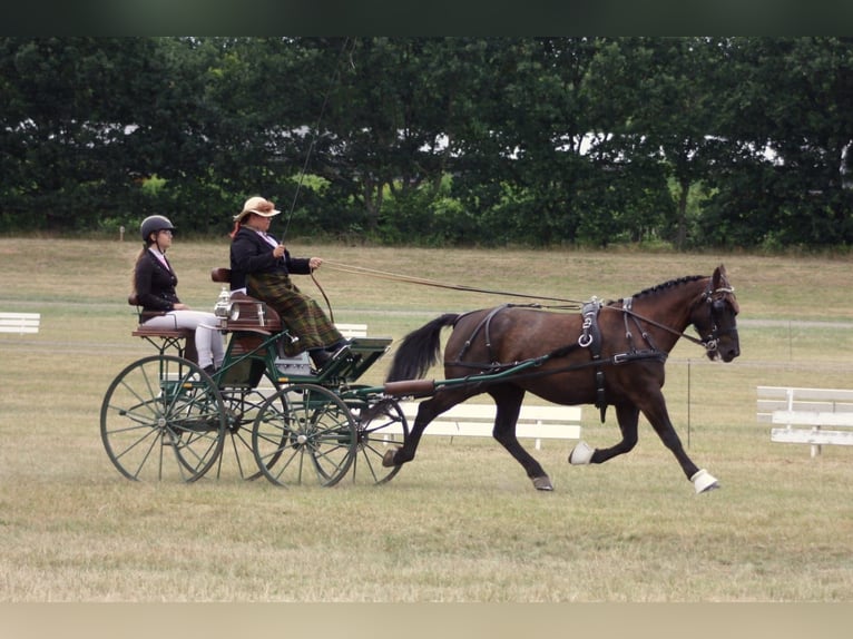 Schweres Warmblut Stute 13 Jahre 158 cm Rappe in Dellstedt