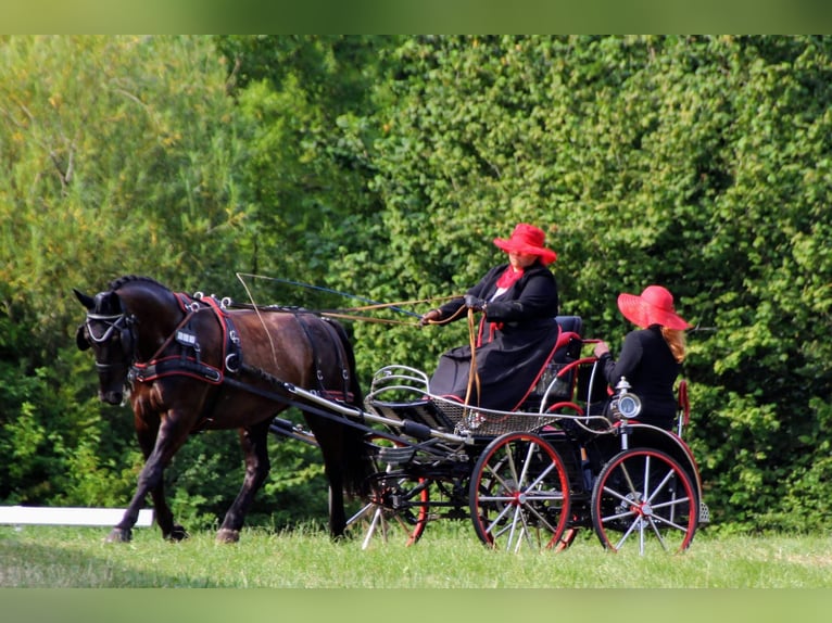 Schweres Warmblut Stute 13 Jahre 158 cm Rappe in Dellstedt