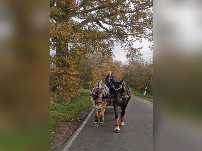 Schweres Warmblut Stute 13 Jahre 158 cm Rappe in Dellstedt