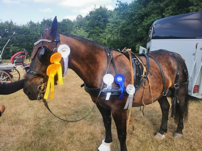 Schweres Warmblut Stute 13 Jahre 158 cm Rappe in Dellstedt