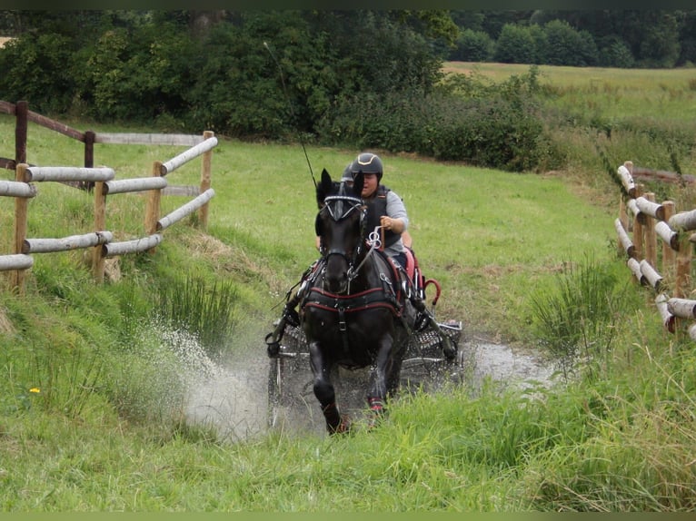 Schweres Warmblut Stute 13 Jahre 158 cm Rappe in Dellstedt