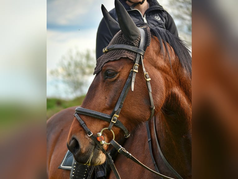 Schweres Warmblut Stute 14 Jahre 159 cm in Elsterwerda