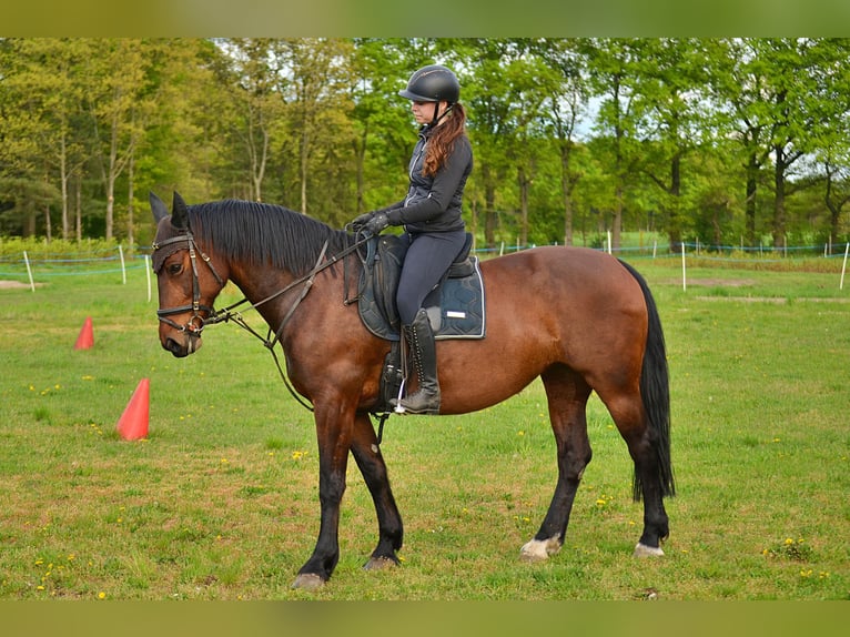 Schweres Warmblut Stute 14 Jahre 159 cm in Elsterwerda