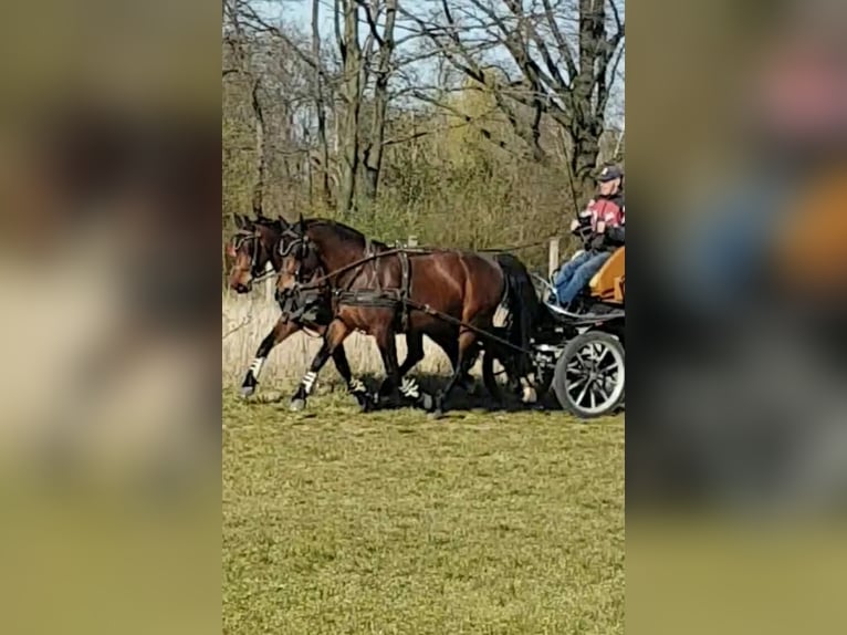 Schweres Warmblut Stute 14 Jahre 159 cm in Elsterwerda