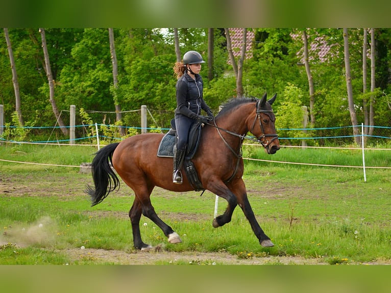 Schweres Warmblut Stute 14 Jahre 159 cm in Elsterwerda
