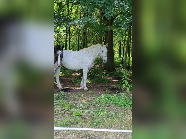 Schweres Warmblut Stute 14 Jahre 170 cm Apfelschimmel in Schorfheide