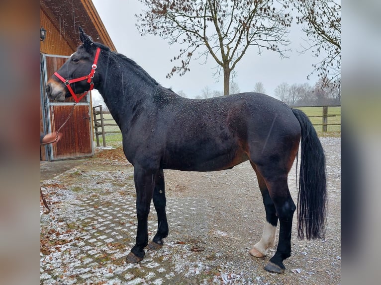 Schweres Warmblut Stute 14 Jahre 174 cm Schwarzbrauner in Erding