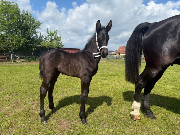 Schweres Warmblut Stute 15 Jahre 165 cm Rappe in Geisa