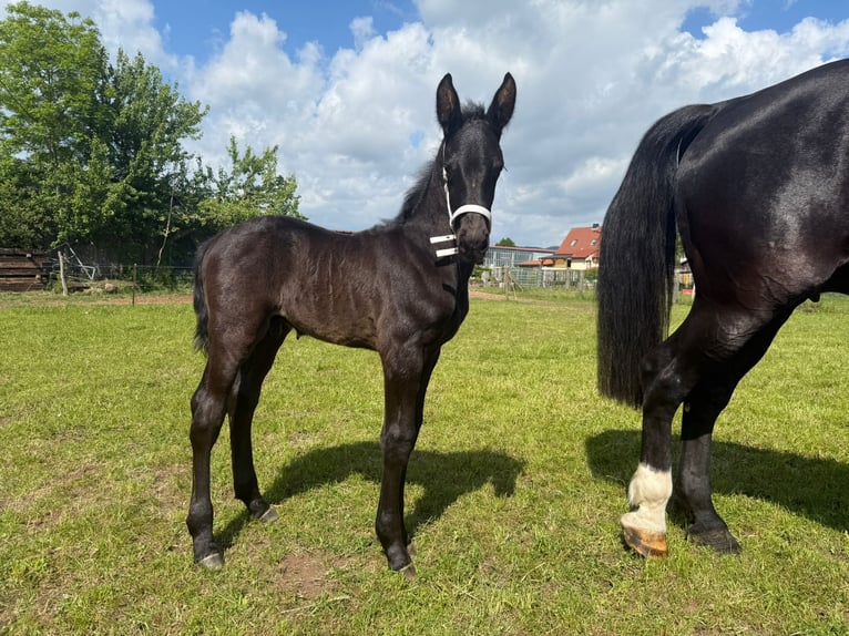 Schweres Warmblut Stute 15 Jahre 165 cm Rappe in Geisa