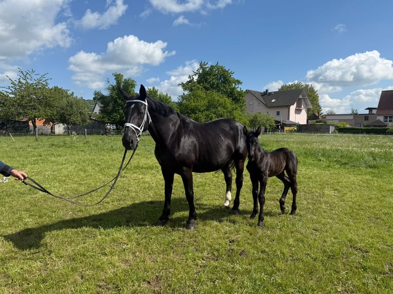 Schweres Warmblut Stute 15 Jahre 165 cm Rappe in Geisa