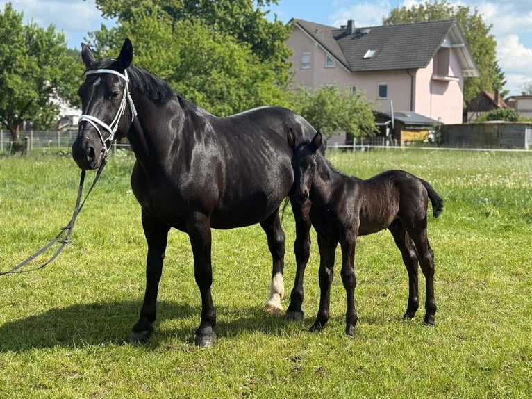 Schweres Warmblut Stute 15 Jahre 165 cm Rappe in Geisa