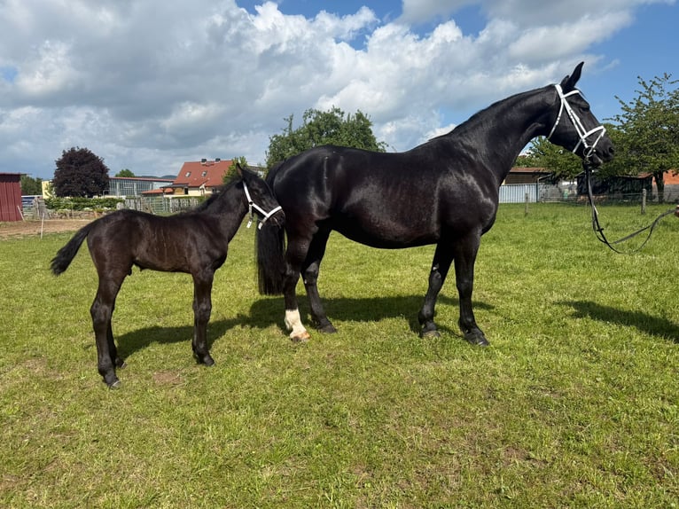 Schweres Warmblut Stute 15 Jahre 165 cm Rappe in Geisa