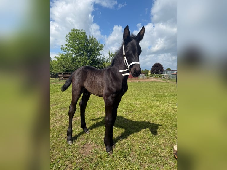 Schweres Warmblut Stute 15 Jahre 165 cm Rappe in Geisa