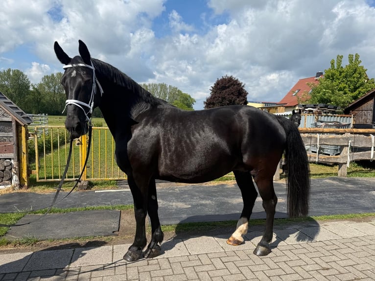 Schweres Warmblut Stute 15 Jahre 165 cm Rappe in Geisa