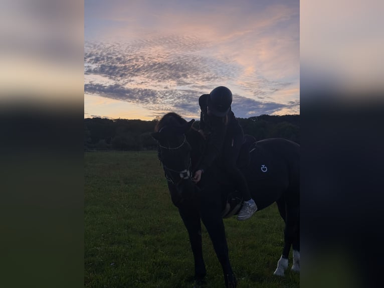 Schweres Warmblut Stute 16 Jahre 160 cm Schwarzbrauner in Wettenberg