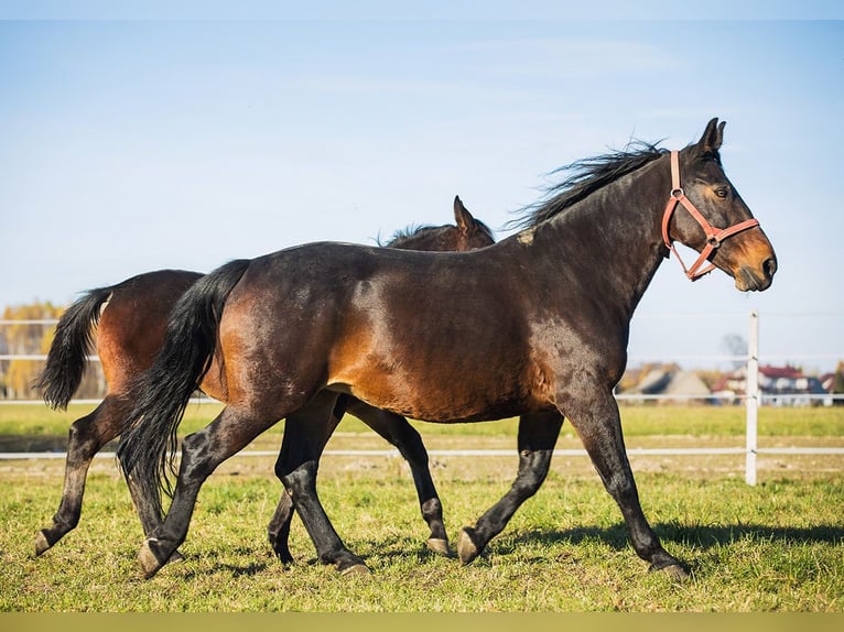 Schweres Warmblut Stute 16 Jahre 162 cm Dunkelbrauner in Brzesko