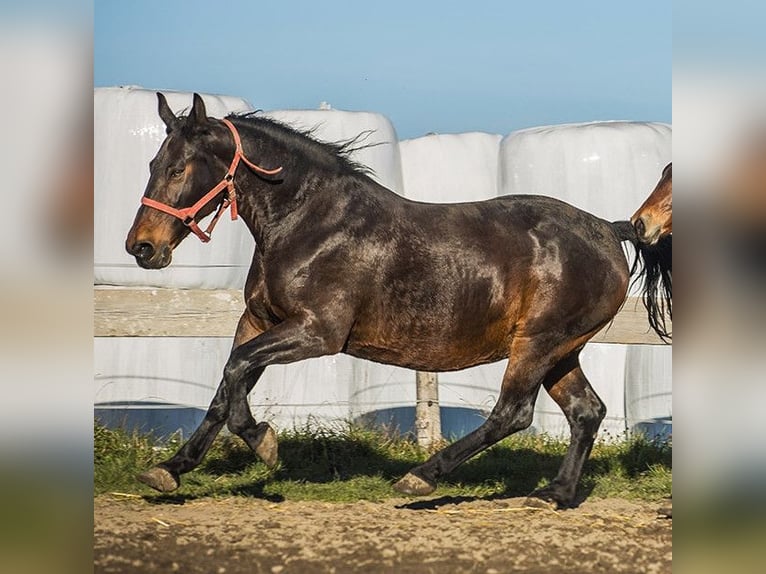 Schweres Warmblut Stute 16 Jahre 162 cm Dunkelbrauner in Brzesko