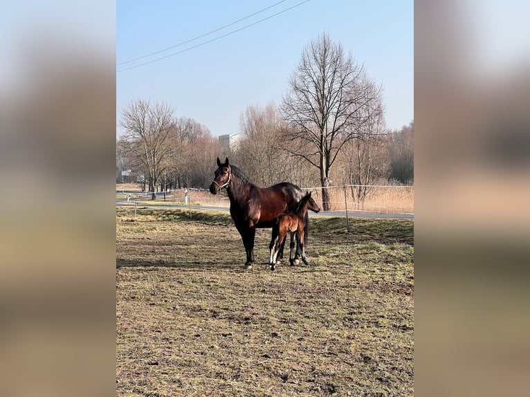 Schweres Warmblut Stute 16 Jahre 163 cm Brauner in M&#xFC;geln