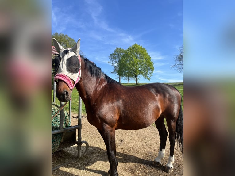 Schweres Warmblut Stute 17 Jahre 160 cm Brauner in Oederan