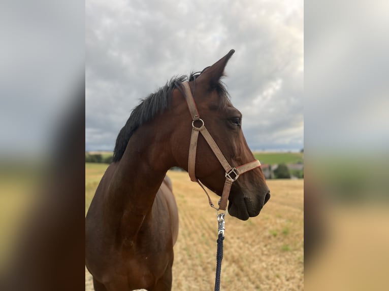 Schweres Warmblut Stute 17 Jahre 160 cm Brauner in Oederan