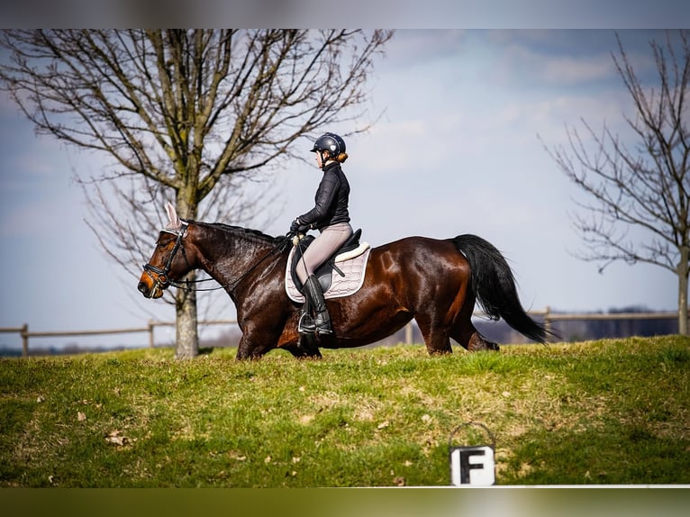 Schweres Warmblut Stute 17 Jahre 160 cm Brauner in Oederan