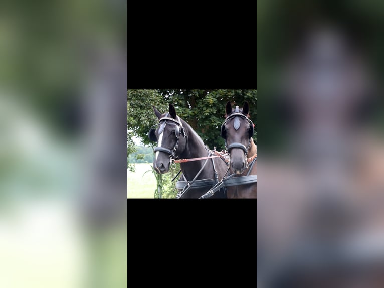 Schweres Warmblut Stute 17 Jahre 164 cm Rappe in Würzburg