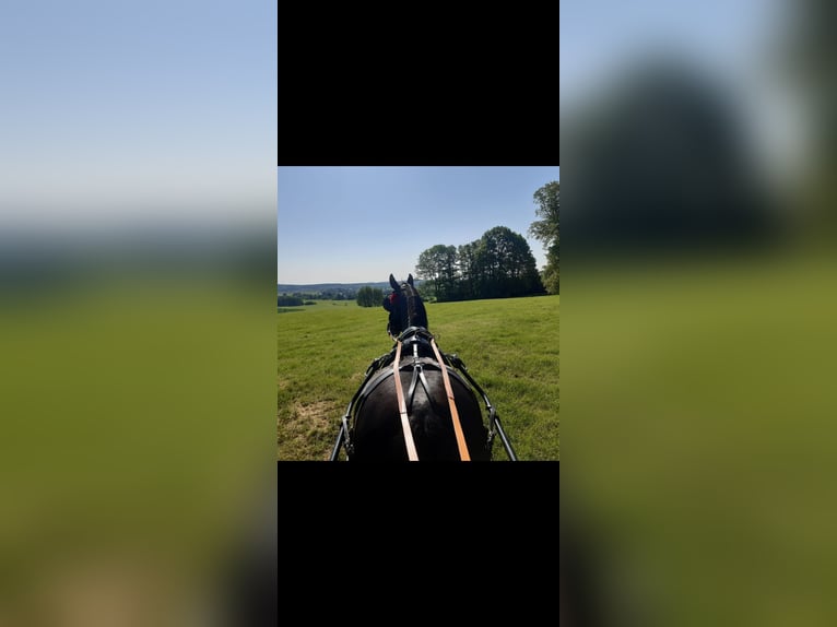 Schweres Warmblut Stute 17 Jahre 164 cm Rappe in Würzburg