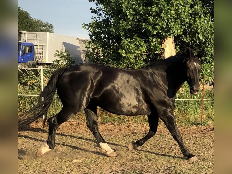 Schweres Warmblut Stute 17 Jahre 170 cm Rappe in Klitsche