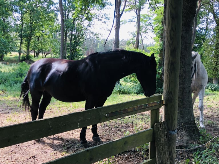 Schweres Warmblut Stute 17 Jahre 170 cm Rappe in Klitsche