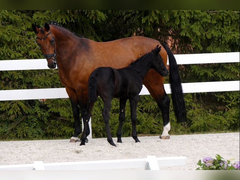 Schweres Warmblut Stute 17 Jahre  in Gemünden (Wohra)