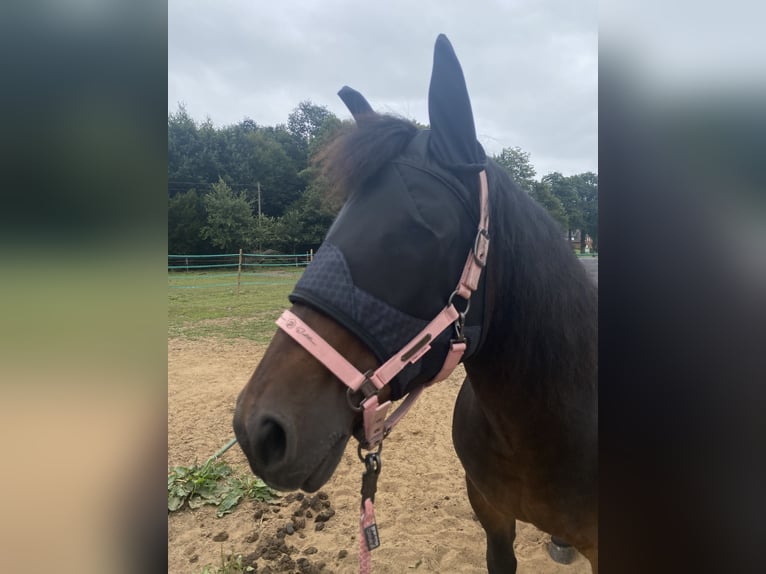Schweres Warmblut Mix Stute 18 Jahre 150 cm Brauner in Lingen