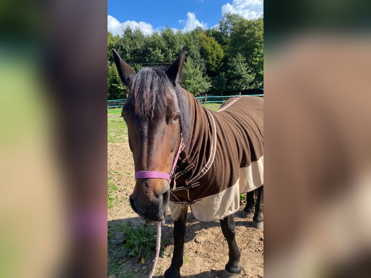 Schweres Warmblut Mix Stute 18 Jahre 150 cm Brauner in Lingen