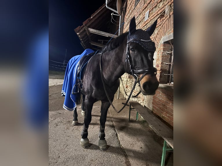 Schweres Warmblut Stute 18 Jahre 160 cm Dunkelbrauner in Adlwang