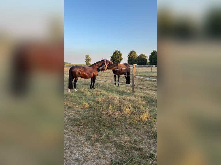 Schweres Warmblut Stute 18 Jahre 160 cm Schwarzbrauner in Bietigheim-BissingenBietigheim-Bissingen