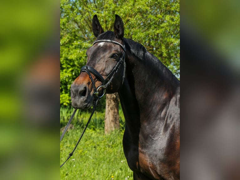 Schweres Warmblut Stute 18 Jahre 160 cm Schwarzbrauner in Bietigheim-BissingenBietigheim-Bissingen