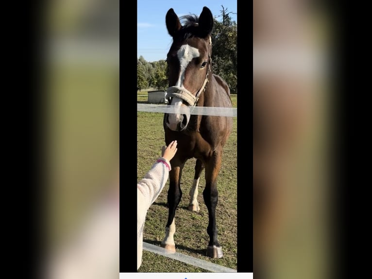 Schweres Warmblut Stute 1 Jahr 150 cm Dunkelbrauner in Kleinschwabhausen