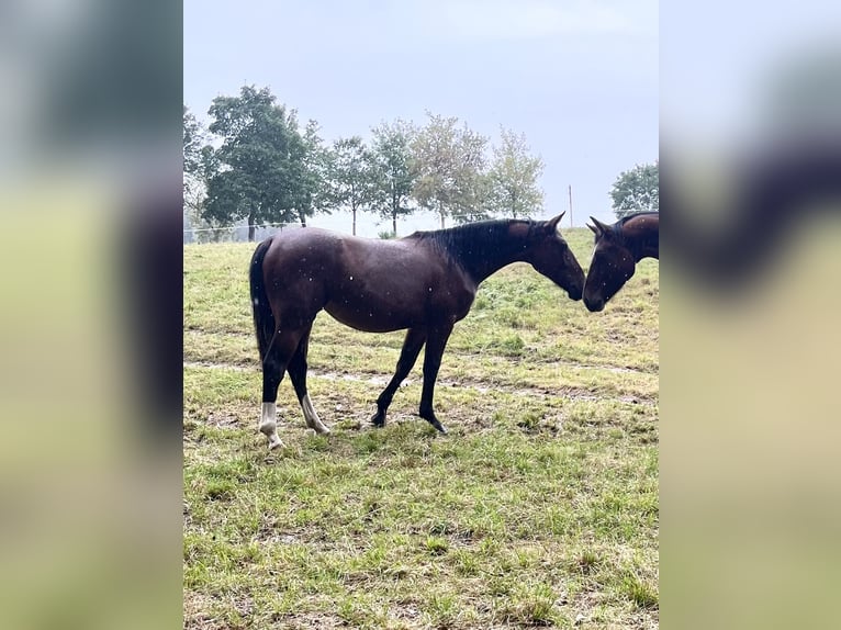 Schweres Warmblut Stute 1 Jahr 158 cm Brauner in Wilsdruff