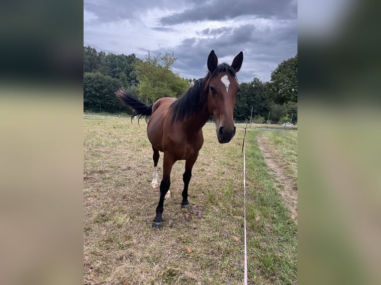 Schweres Warmblut Stute 1 Jahr 158 cm Brauner in Wilsdruff