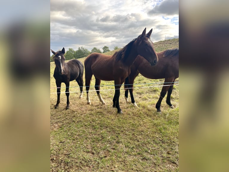 Schweres Warmblut Stute 1 Jahr 158 cm Brauner in Wilsdruff