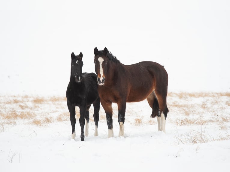 Schweres Warmblut Stute 1 Jahr 163 cm Rappe in Ferna