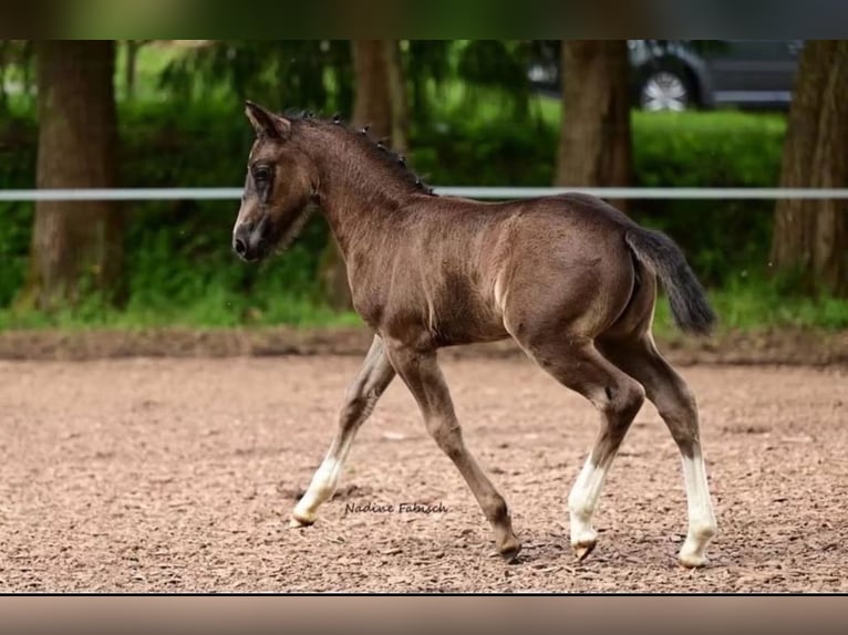 Schweres Warmblut Stute 1 Jahr 163 cm Rappe in Ferna