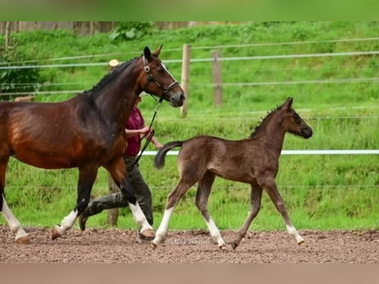 Schweres Warmblut Stute 1 Jahr 163 cm Rappe in Ferna