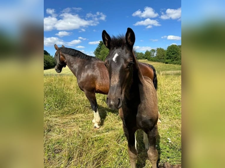 Schweres Warmblut Stute 1 Jahr 163 cm Rappe in Ferna