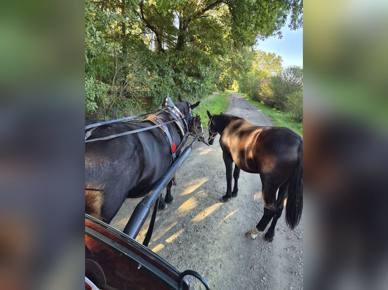 Schweres Warmblut Stute 1 Jahr 164 cm Rappe in Lohsa