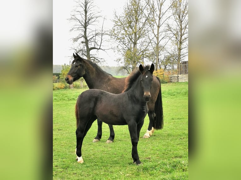 Schweres Warmblut Stute 1 Jahr in Remse