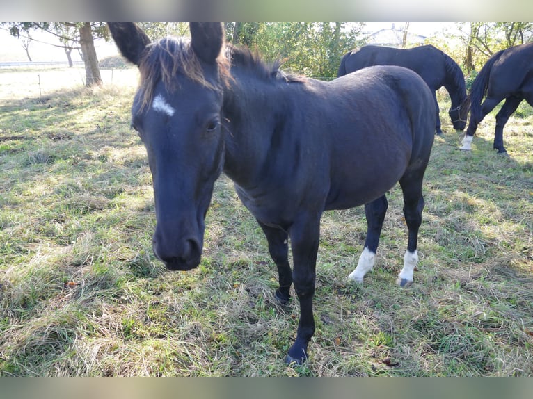 Schweres Warmblut Stute 1 Jahr Rappe in Geisa