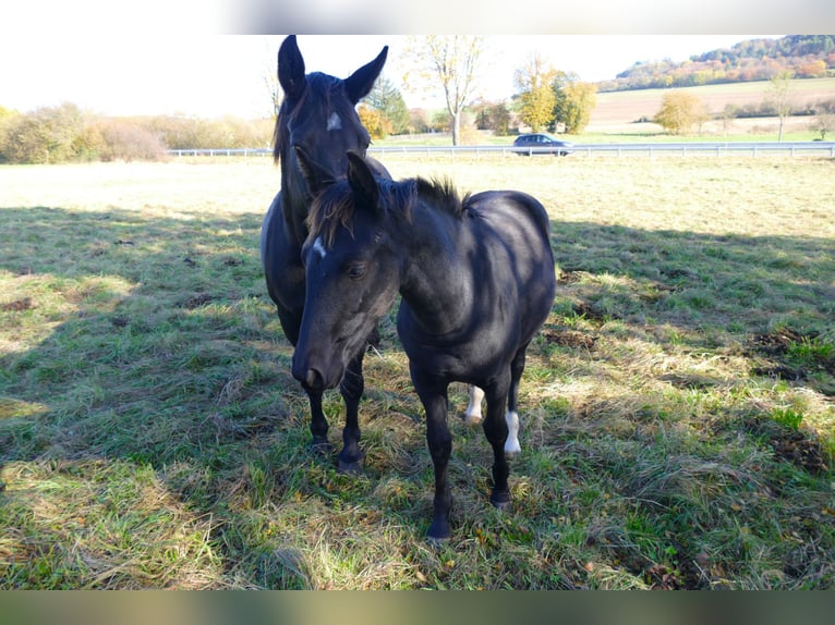 Schweres Warmblut Stute 1 Jahr Rappe in Geisa