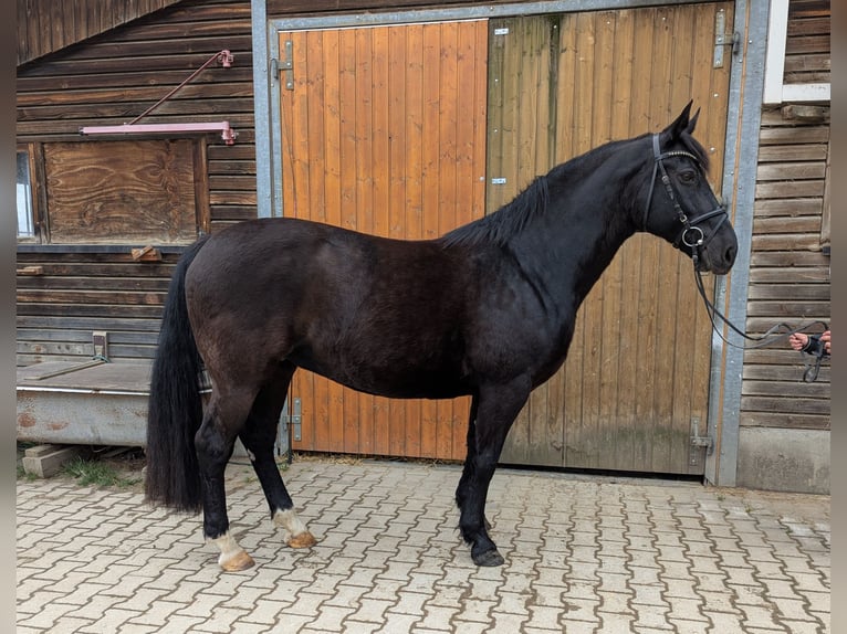 Schweres Warmblut Stute 20 Jahre 162 cm Rappe in Zw&#xF6;nitz