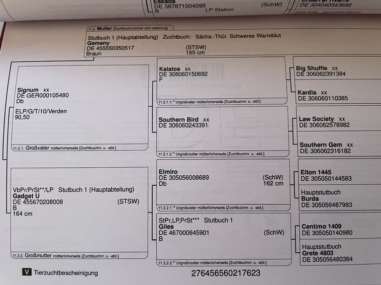 Schweres Warmblut Stute 2 Jahre 165 cm Brauner in Oberzent